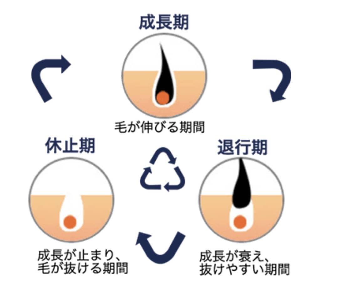 毛周期のサイクル画像1